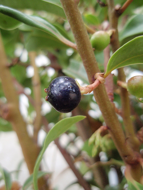 sarcococca hookeriana 'dygyna' P9113279