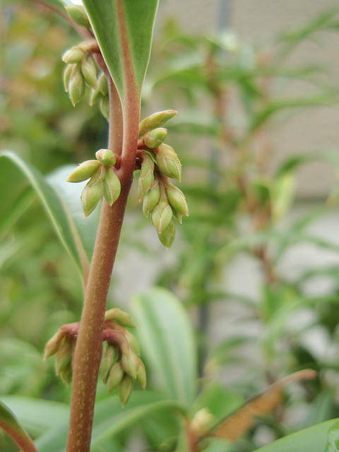 sarcococca hookeriana 'dygyna' P9113282