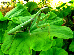 Green grass of home