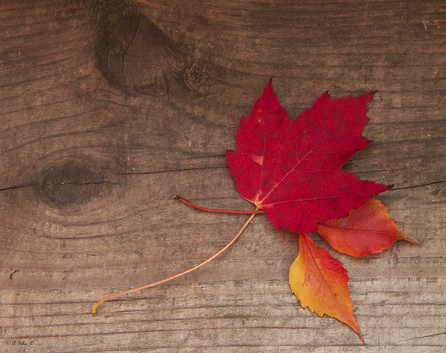 L'automne tire à sa fin...