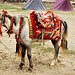 Pack pony, Tibetan style
