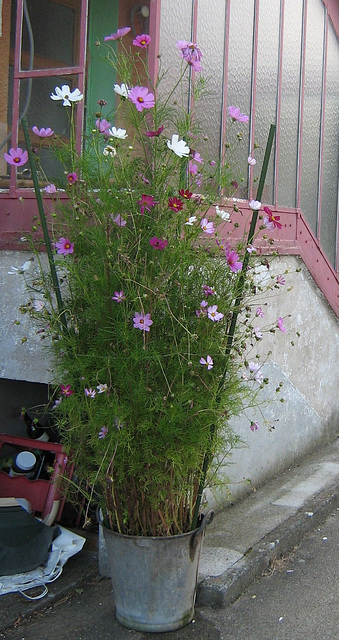 cosmos bipinatus 009-1