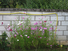 cosmos bipinatus 010