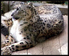 Snow leopard. Darjeeling, India