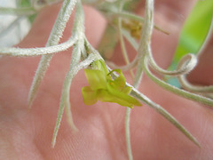 tillandsia usneoide P7160133