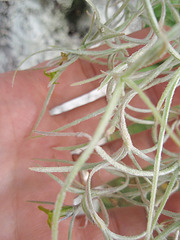 tillandsia usneoide P7160134