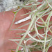 tillandsia usneoide P7160134