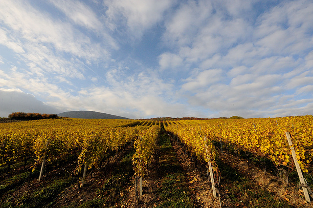 Vignoble de Bonvillars...