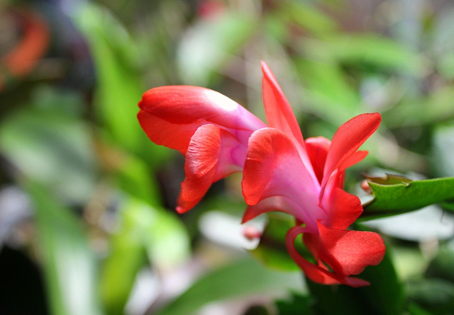 Schlumbergera hybride rouge (5)