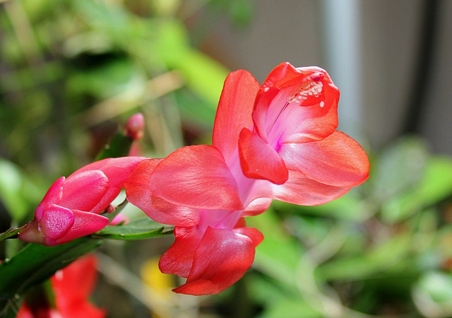 Schlumbergera hybride rouge (4)