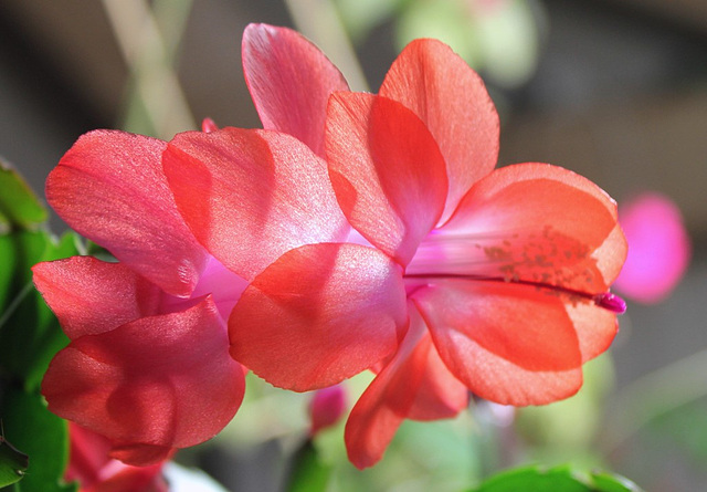 Schlumbergera hybride rouge (3)