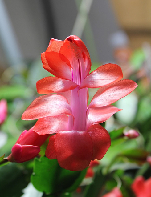 Schlumbergera hybride rouge