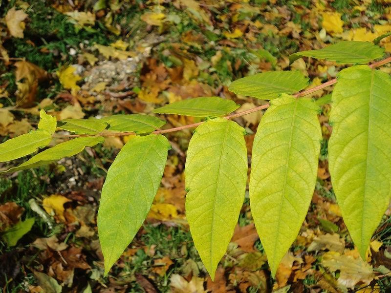 DSC01116