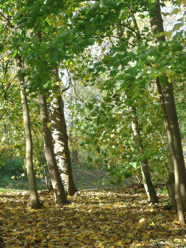 DSC01106