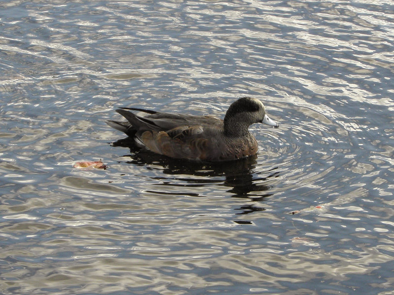 Canard d'Amérique ( mâle )