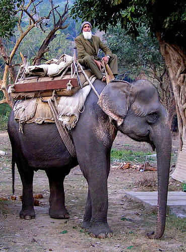 Mahout and his elephant