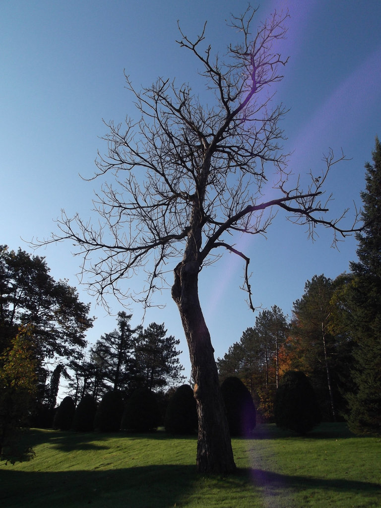 Arbre à l'étude / Tree to be studied