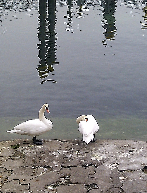 Schwäne am Bodensee