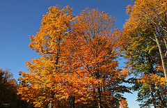 L'automne vêtue de parure d'or