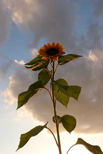 ... in den Wolken