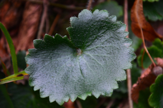 Feuille