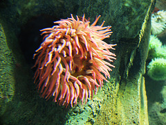 Sea Anemones (2) - 21 October 2014