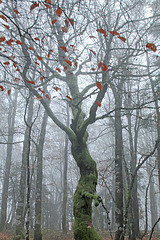 et la femme...danse dans le brouillard