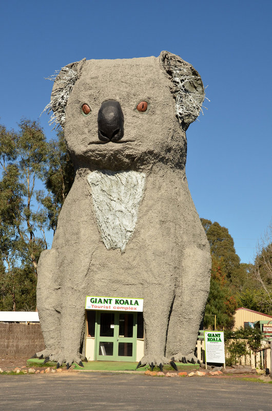 Beware.......the Giant Koala