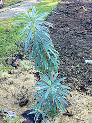 euphorbe characias IMG 1087