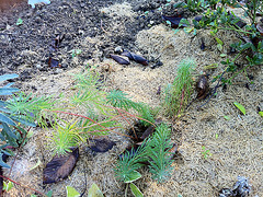 euphorbe cyparissias IMG 1091