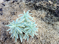 euphorbe characias tasmanian tiger IMG 1093