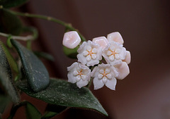 Hoya thomsonii (5)