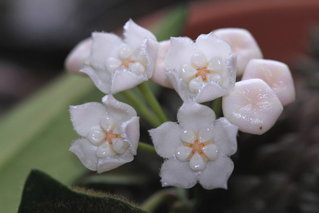 Hoya thomsonii (6)