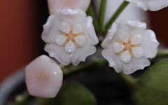 Hoya thomsonii (8)