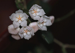 Hoya thomsonii