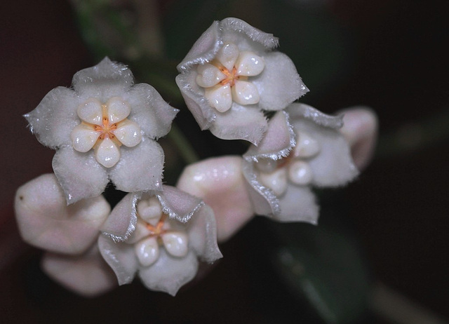Hoya thomsonii (2)