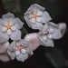 Hoya thomsonii (2)
