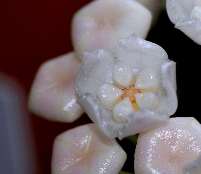 Hoya thomsonii (3)