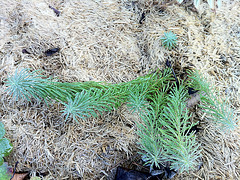 euphorbe cyparissias IMG 1095