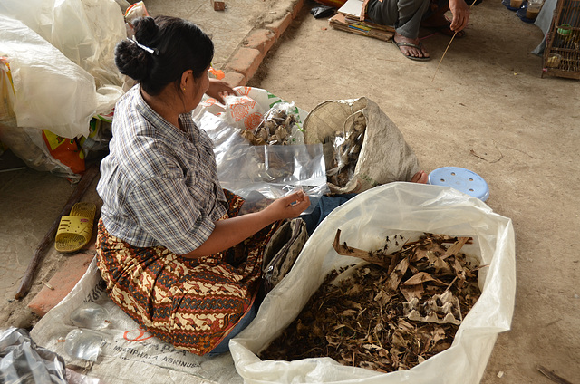 Cricket seller. La vendeuse des grillons.