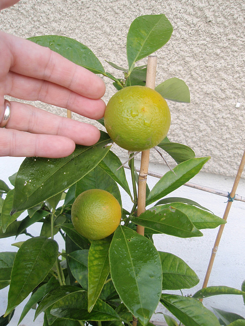 orange sanguinelli PB183841