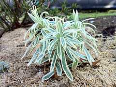 euphorbe characias tasmanian tiger IMG 1097