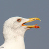 Beak and tongue