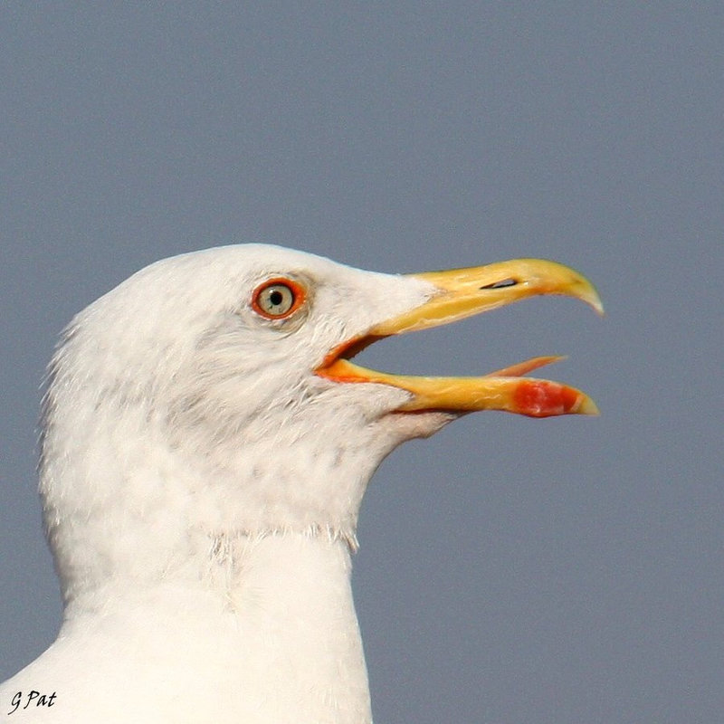 Beak and tongue