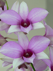 Evis Orchideen