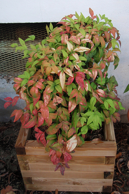 nandina domestica 'fire power' P9113288-2