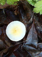 champignon IMG 1099