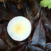 champignon IMG 1099