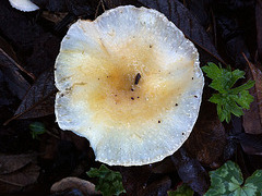 champignon IMG 1100