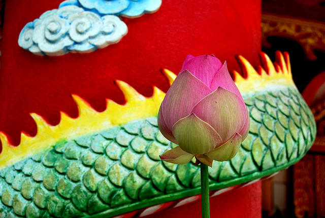 Temple lotus for Andy